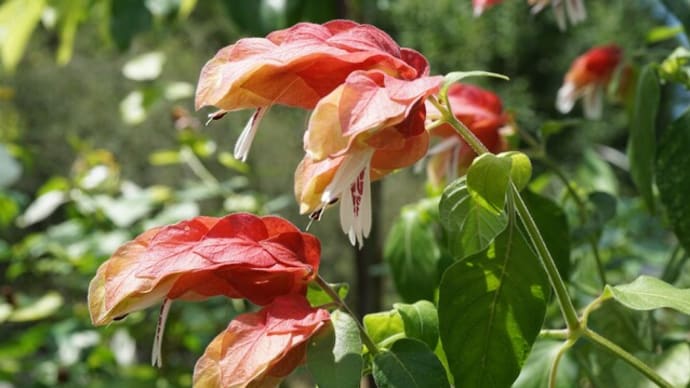 夏の花:小海老草