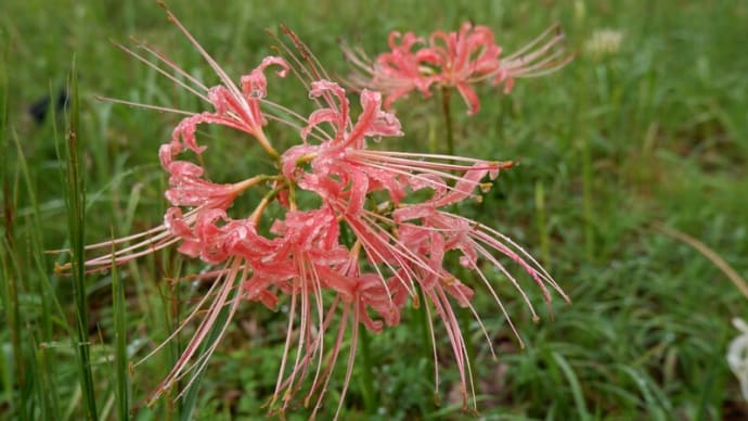 とっとり花回廊の曼殊沙華