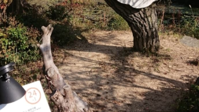 六甲ミーツアート芸術散歩2020年高山植物園日中&夜間鑑賞編その2@紅葉眺めてお散歩日和
