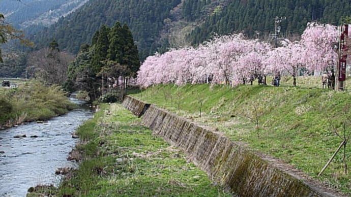 お勧めの山あいの枝垂れ桜と北谷の陸奥福寿草(ミチノクフクジュソウ)