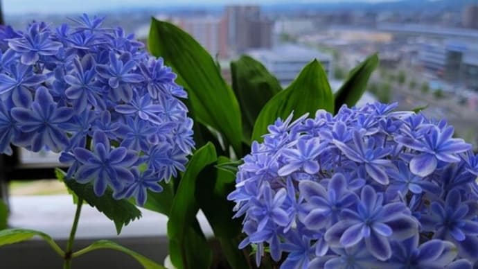 紫陽花・万華鏡のこの色!!