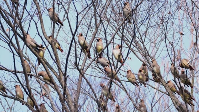 冬鳥の群れ200羽超　ヒレンジャク&キレンジャク　　kasuga