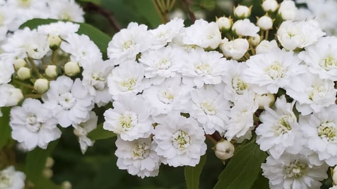 庭の様子~花木も今が見ごろ~
