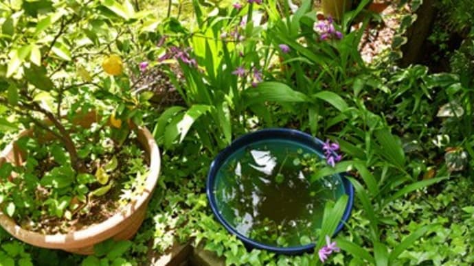 初夏を迎えた我が家の庭(の一部分)