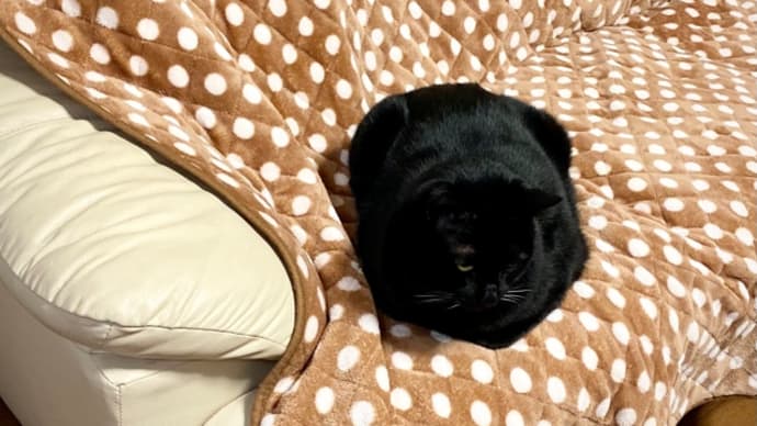 ソファから見張るトノ