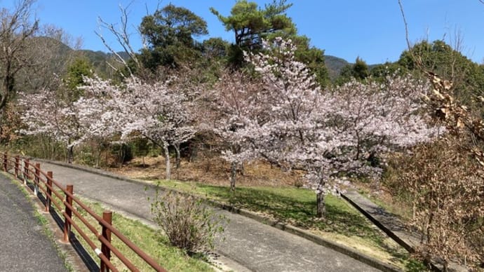 諏訪神社の清掃活動 お花(桜)が本格的に咲き始めたよ 榊が微妙に増えてた 2024年04月01日