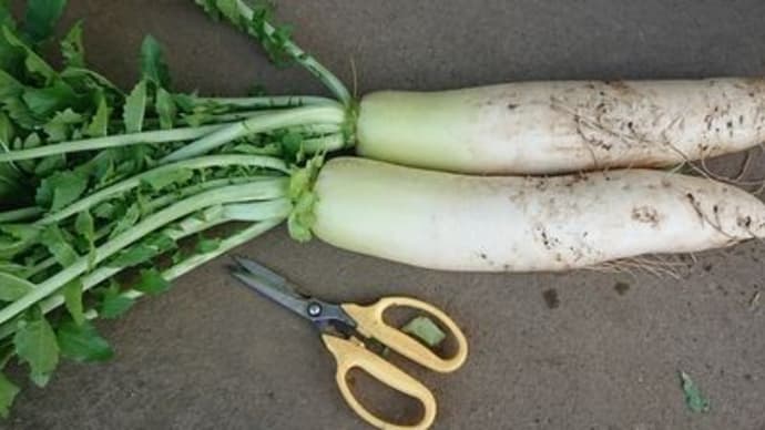頂き野菜や収穫野菜