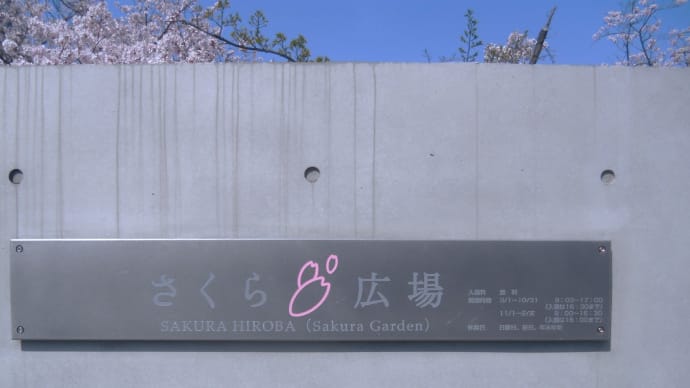 きょうの風景 ・・・ 4月9日 「さくら広場」で思いがけず桜ツグミ