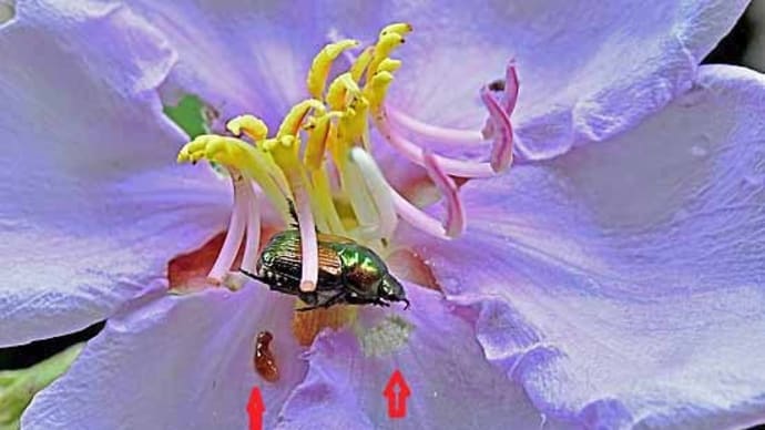 ノボタンに訪花する昆虫:ツキガタマメコガネ