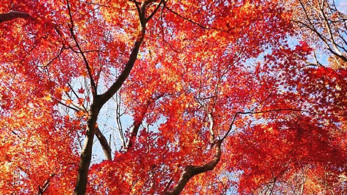 舞岡公園～なごりの紅葉