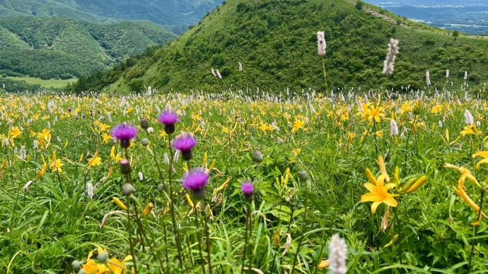 梅雨の晴れ間ニッコウキスゲに会いに行く② 大盛山
