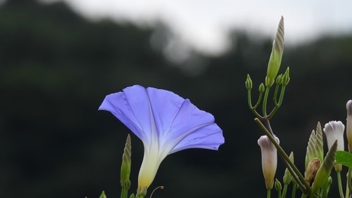 ハイビスカス・朝顔・ひまわり