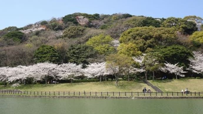 金比羅池のお花見