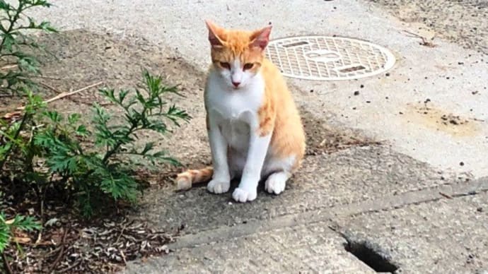 六ヶ迫鉱泉の猫 ( 臼杵市 )