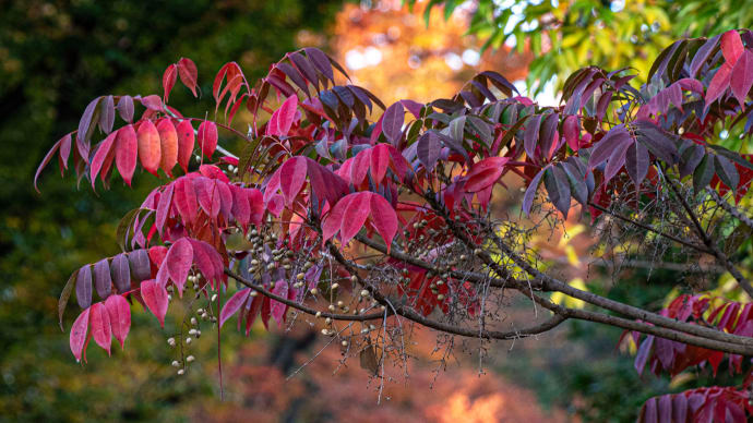 ハゼノキの紅葉