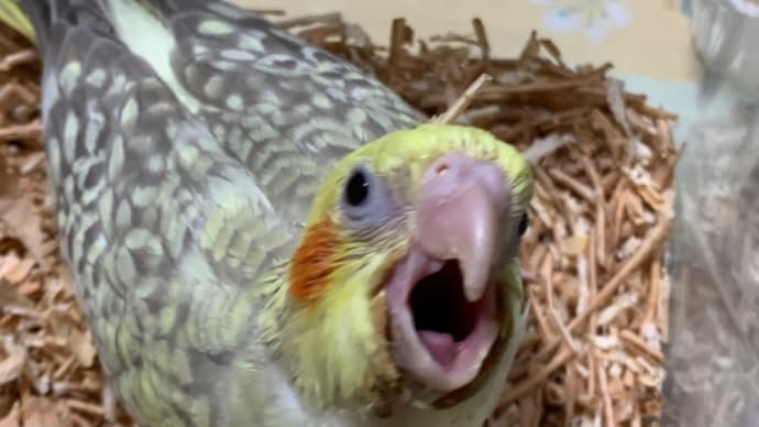 今年も宜しくお願いします
