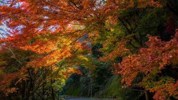 鈍川渓谷の紅葉