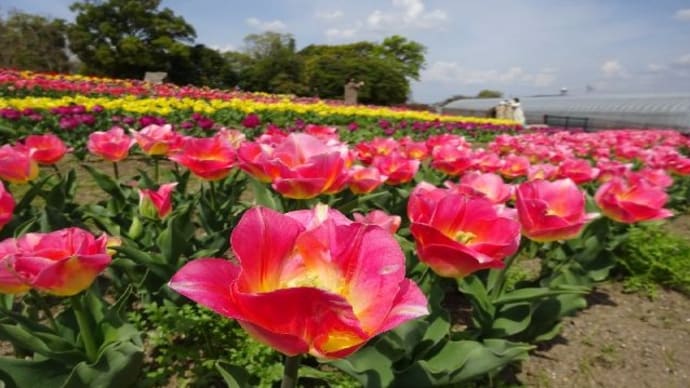 馬見丘陵公園・チューリップ