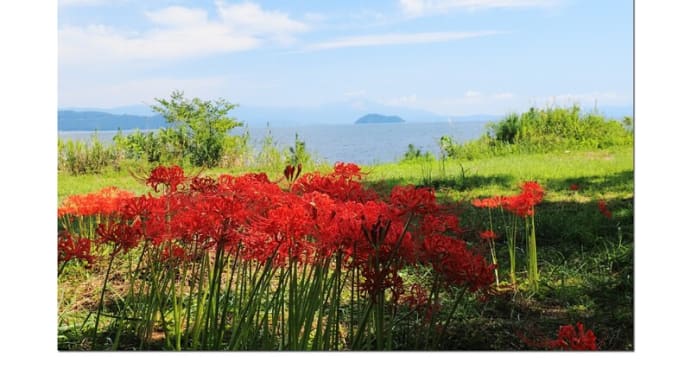 桂浜園地 彼岸花 竹生島遠望