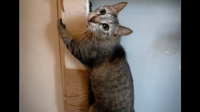 わんぱくな猫発見