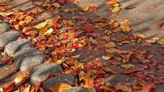中目黒公園の紅葉