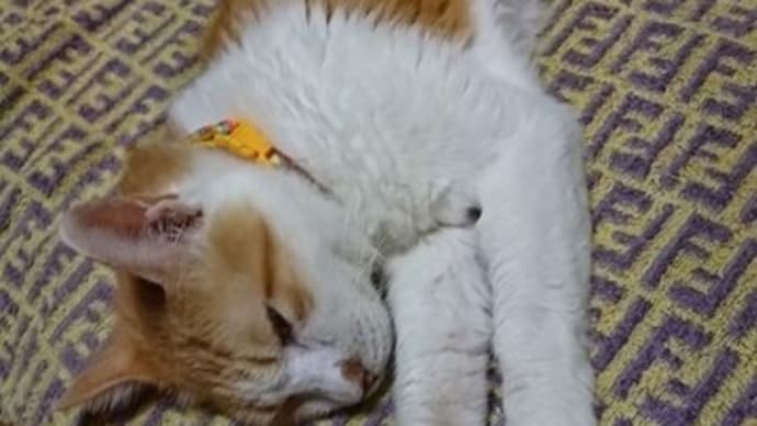 9月22日(水) 猫の麦とごまの日常日記