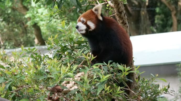 のんほいパーク レッサーパンダ