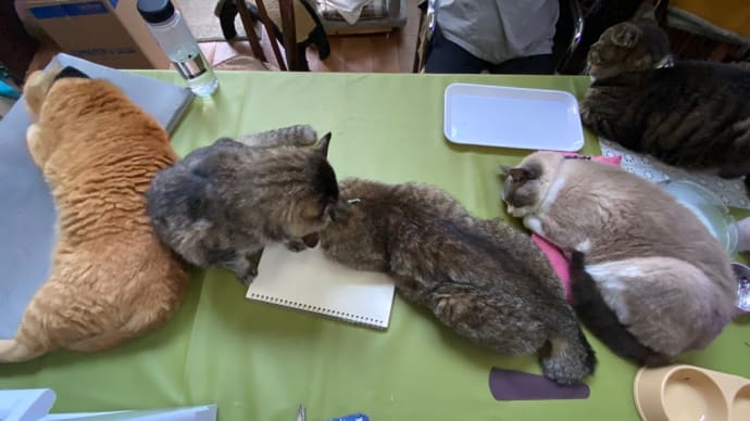 24℃の世界でまったり😸