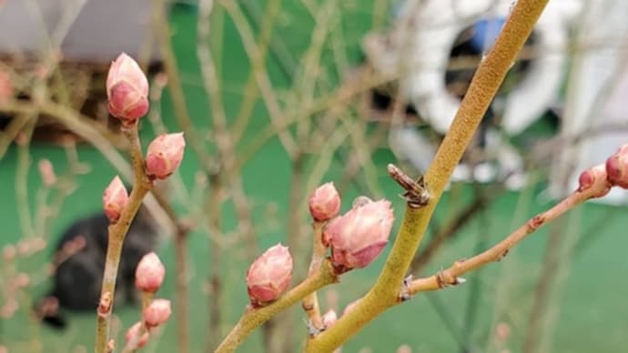 今年はどうなる、ブルーベリーの花芽が膨らみはじめた