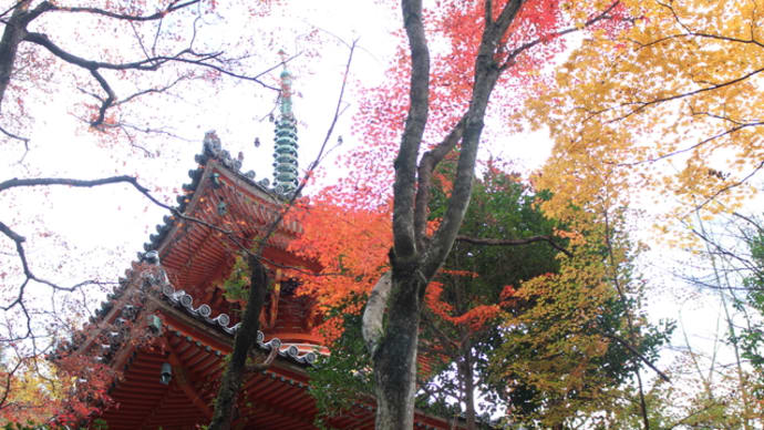 三瀧寺の紅葉2021.11.24