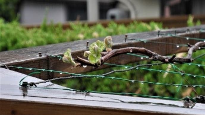 庭のぶどうの新芽が開きました