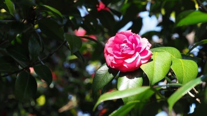 神代植物公園・つばき園より2