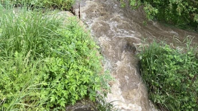 大雨で浅川の支流が増水していました、てんとう虫