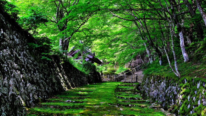 湖東三山・百済寺 4(菩提樹の花と新緑)