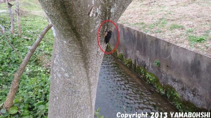 ヨコヅナサシガメ(幼虫)(集団越冬)(富山市小杉)