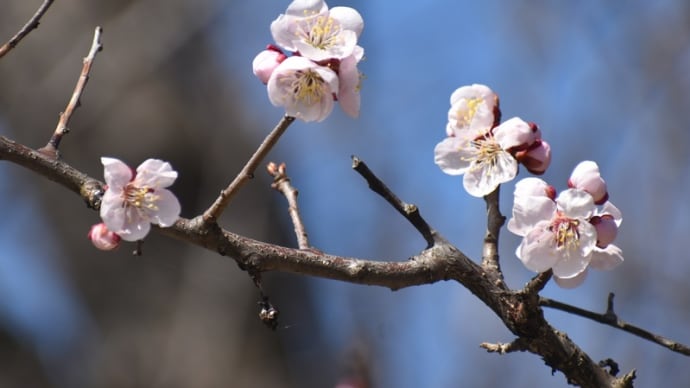 公園の梅開花＆ど根性の木々＆小鳥たち