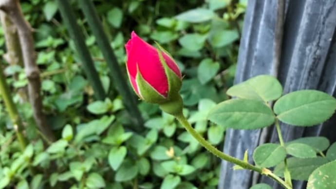 かあさんちのワイズポーシャ 初開花です