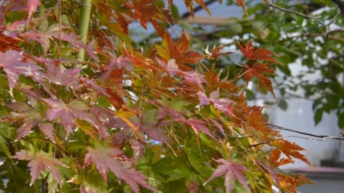 我が家の花日記~冬の妖精シャコバサボテンの花