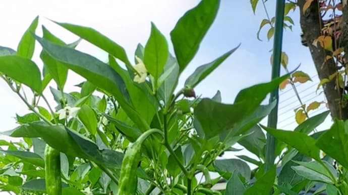無茶苦茶絶好調の獅子唐辛子