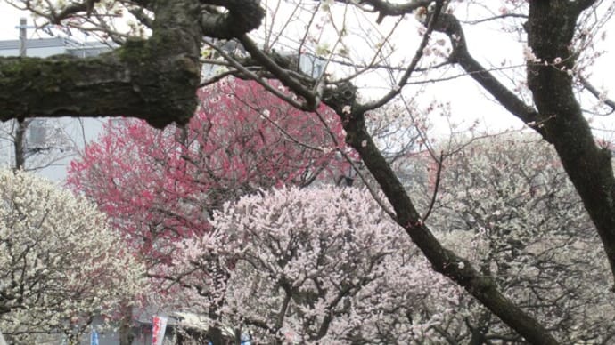 赤塚公園植物モニタリング活動～3月6日