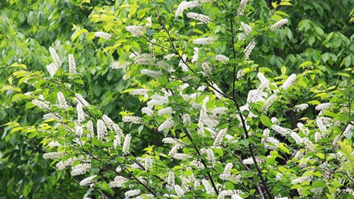 ウワミズザクラの花