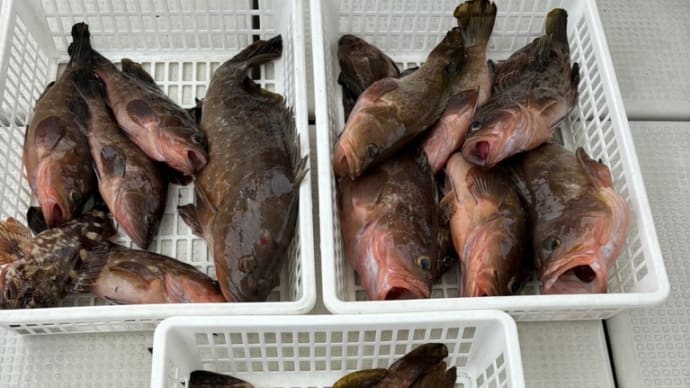 釣果(6/8)
