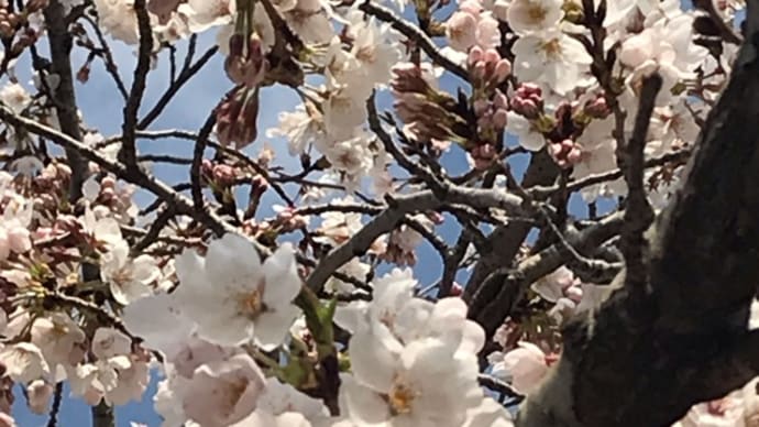 穏やかなお花見日和〜狭山公園〜
