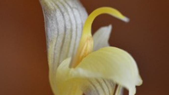 茗荷の花