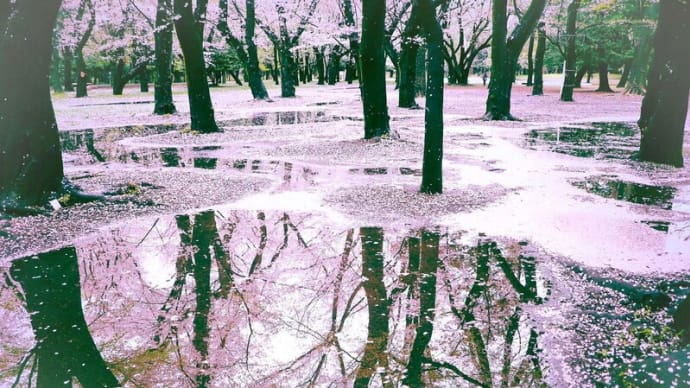 春の雨のお名前