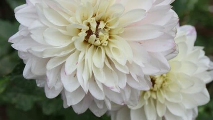 白の花弁の末端がピンクに染まるダリア「ポチョピン」 （ダリアシリーズ 22-054）