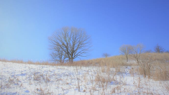 雪原の木、冬の朝