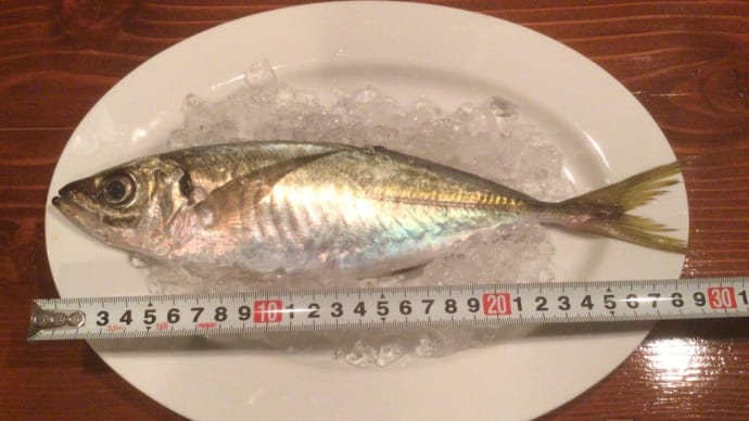 本日のお魚〜!