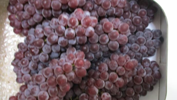 島根の縁者が贈ってくれた「島根ブドウ」、買って来た枇杷の実、杏の実