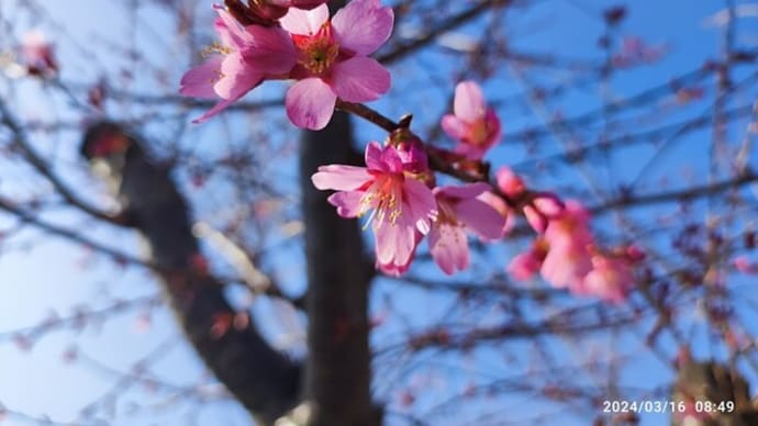 【ヒガンザクラ】咲き始めました!...お彼岸前に咲く桜です